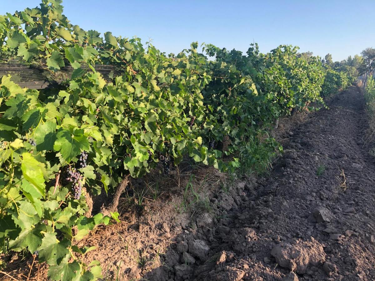فيلا سان رافاييلفي Sangiovese Cabanas المظهر الخارجي الصورة